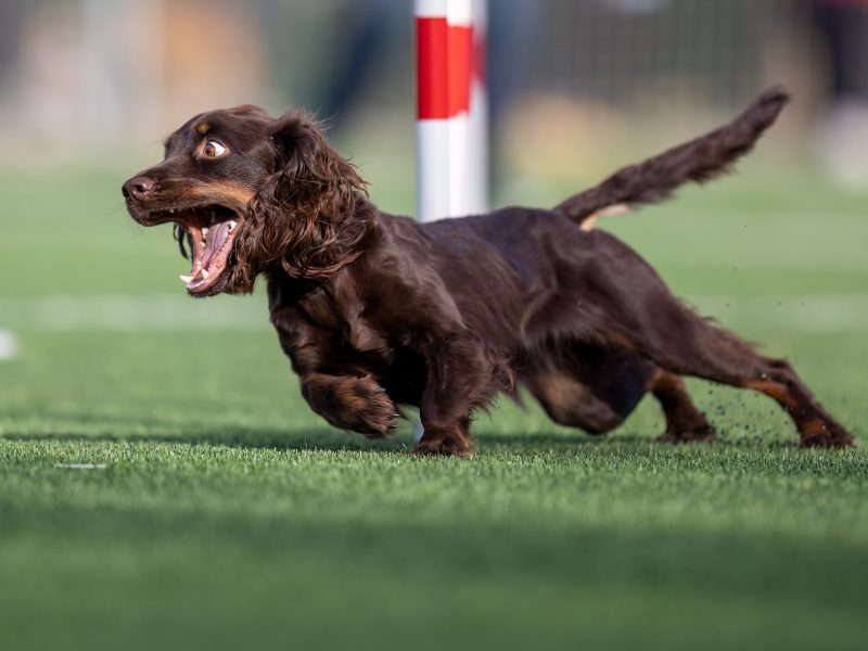 cabeceras.psd_0000_IMG_3028-min